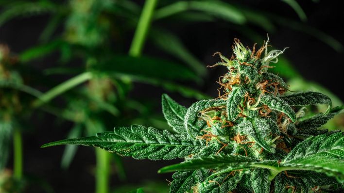 Eine blühende Kannabis-Pflanze (Quelle: dpa/Katerina Solovyeva)