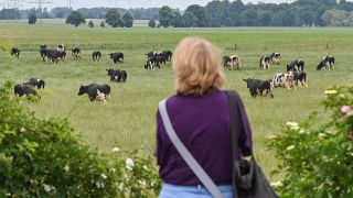 Eine Besucherin beobachtet Milchkühe auf einer Weide von Hemme Milch GmbH & Co. KG zur Eröffnung der 27. Brandenburger Landpartie. (Quelle: dpa/Patrick Pleul)