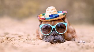 Ein Hund liegt mit Sonnenbrille und Hut am Strand (Quelle: dpa/Zoonar/Firn)