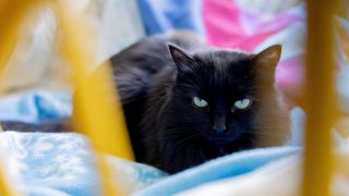Symbolbild: Eine schwarze Katze liegt auf einer Decke. (Quelle: dpa/C. Soeder)
