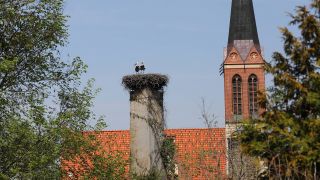 Außenansicht der Kirche in Bornim (Potsdam) (Quelle: imago images/Martin Müller)