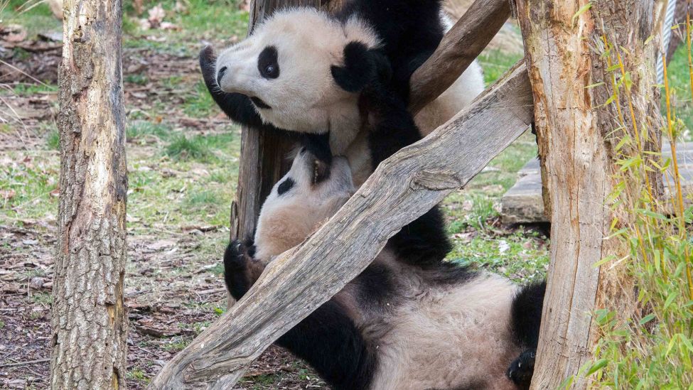 Pandas Pit und Paule (Quelle: imago images/Olaf Wagner)