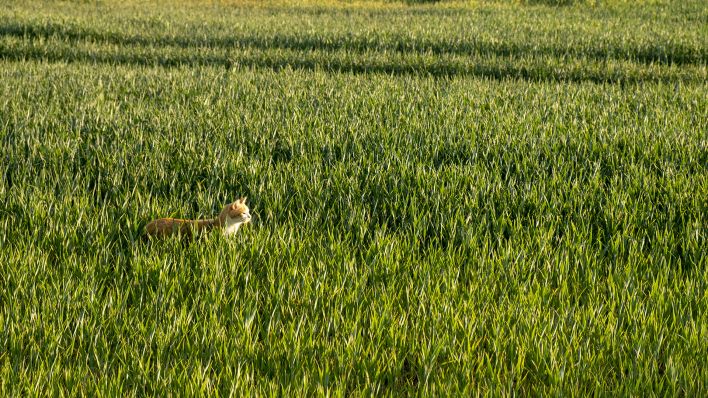 Eine Katze in der Uckermark, aufgenommen am 21.05.2018. (Quelle: imago images/Ralf Zöllner)