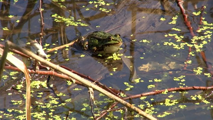 Ein Frosch sitzt in einem Teich.