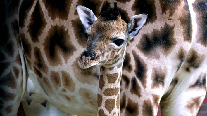 Der Giraffen-Nachwuchs. (Foto: © 2022 Tierpark Berlin)