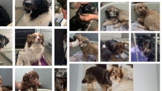 Collage: Aus dem Tierheim in Cottbus sind in der Nacht zum Dienstag 16 Hunde gestohlen worden. (Quelle: Tierheim Cottbus)