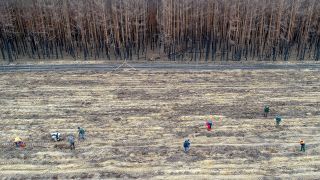 Neben einem verbrannten Kiefernwald werden am 16.03.2019 bei Treuenbrietzen von freiwilligen Helfern und Forstarbeitern neue Bäume gepflanzt. (Quelle: dpa/Patrick Pleul)