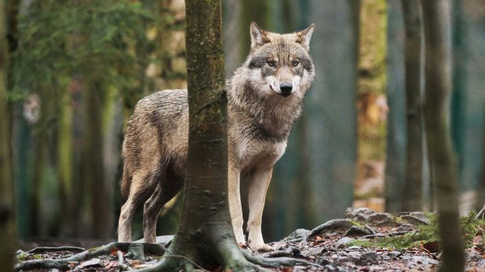 Ein Wolf steht im Tierpark Hexentanzplatz in seinem Gehege. (Quelle: dpa/Klaus-Dietmar Gabbert)