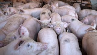 Symbolbild: Schweine stehen am 18.09.2020 in einem Stall. (Quelle: dpa/Sina Schuldt)