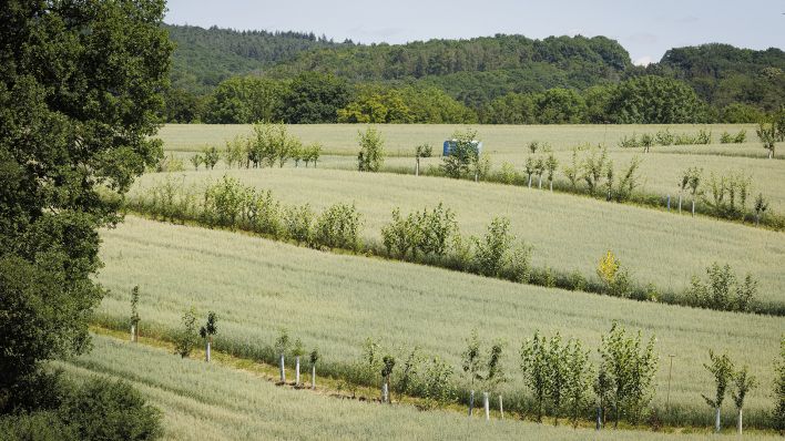 Symbolbild: Agroforst Hafer in Villmar am 29.06.2022. (Quelle: dpa/Ute Grabowsky)