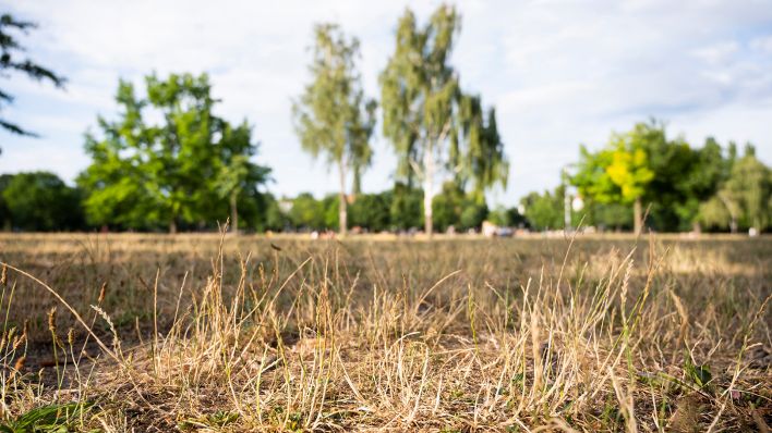 Im Berliner Volkspark Friedrichshain ist am 29.06.2022 das Gras ausgetrocknet. (Quelle: dpa/Christophe Gateau)