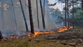 Ausbruch eines Waldbrandes in der Lieberoser Heide am 06.07.2022(Quelle: pa/Brandenburg News 24/Christian Guttmann)
