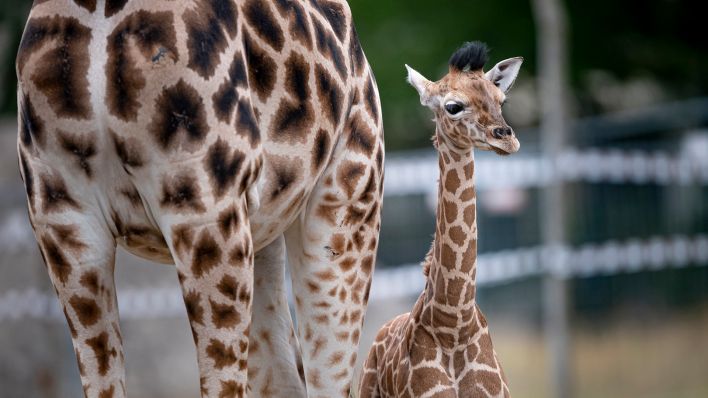 Die junge Giraffe Frieda steht am 08.07.2022 mit ihrer Mutter Amalka zur Giraffentaufe im Tierpark Berlin. (Quelle: dpa/Fabian Sommer)
