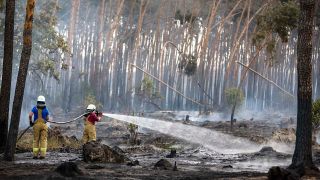 Feuerwehrleute löschen Glutnester in einem Waldgebiet bei einem Waldbrand. (Quelle: dpa/Jan Woitas)
