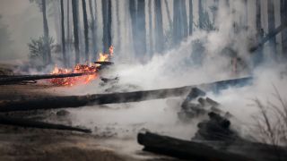 Symbolbild: Brennende Bäume blockieren den Weg während eines Waldbrandes in Brandenburg. (Quelle: dpa/J. Woitas(