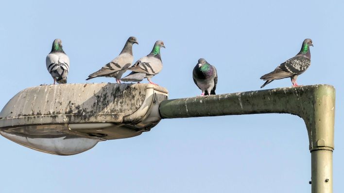 Symbolbild: Zahlreiche Tauben auf einer Straßenlaterne. (Quelle: imago images/S. Zeitz)