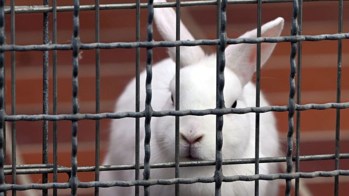 Ein Kaninchen sitzt hinter einem Gitter im Tierheim. (Quelle: dpa/Federico Gambarini)