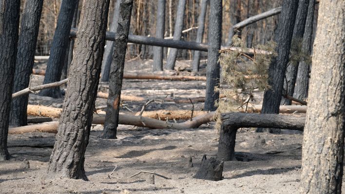 Verbrannte Bäume und Totholz liegen in einem Wald im Landkreis Elbe-Elster auf dem mit Asche bedeckten Boden. (Quelle: dpa/Sebastian Willnow)