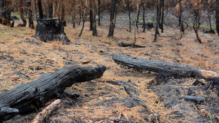 Archivfoto: Durch Brand zerstoerte Waldgebiete in der Lieberoser Heide in 2019 (Quelle: imago/Bernd Friedel)