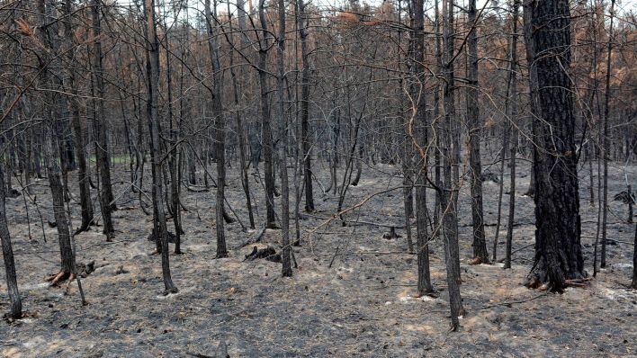 Abgebrannte Waldfläche in der Lieberoser Heide nach dem Waldbrand im Juli 2019 (Bild: imago images/Bernd Friedel)