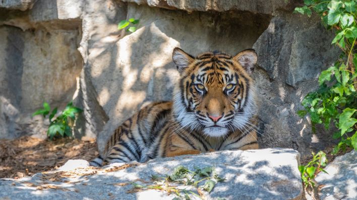 Sumatra-Tiger Willi (Quelle: Tierpark Berlin/Marc Scharping)