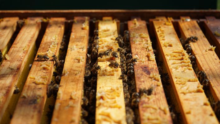 Hunderte Bienen tummeln sich in einem geöffneten Bienenstock, Garten in Groß Schauen (Oder-Spree), 20.07.2022 (Quelle: rbb / Speck).