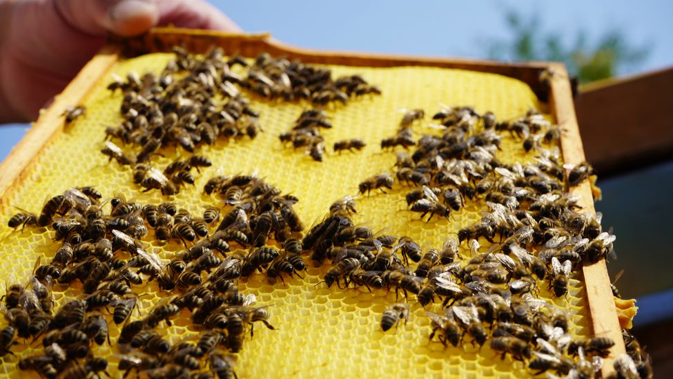 Eine Wabenwand, auf der sich Bienen tummeln, wird schräg in das Bild gehalten, Garten in Groß Schauen (Oder-Spree), 20.07.2022 (Quelle: rbb / Speck).