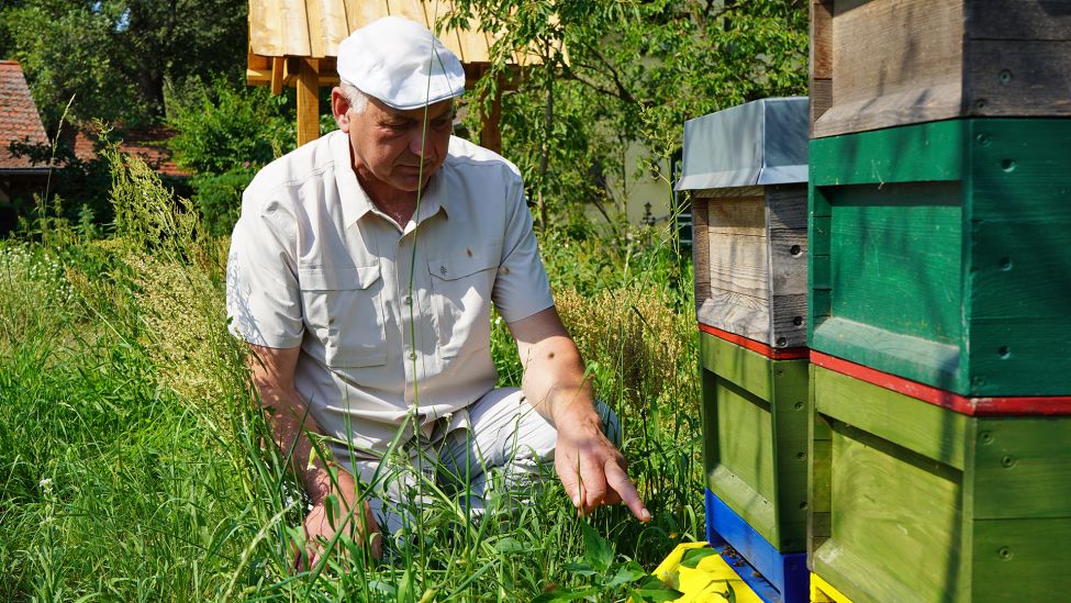 Der Imker Holger Ackermann aus Groß Schauen im Kreis Oder-Spree sieht nach seinen Bienen (Quelle: rbb / Speck).