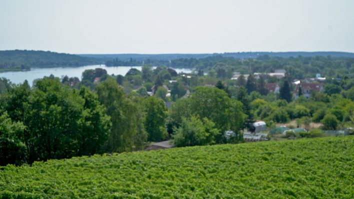 Der sogenannte Galgenberg, ein Weinberg in Werder, mit Blick auf die Havel, 20.07.2022 (Quelle: rbb / Marie Röder).