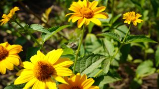 Groß Schauen im Kreis Oder-Spree: Zwischen zwei gelb leuchtenden Blüten liegt eine verstorbene Biene in den Blättern, 20.07.2022 (Quelle: rbb/ Speck) rbb / Speck