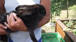Ein Kleingärtner hält in einer Berliner Kolonie ein Kaninchen im Arm (Quelle: rbb/Marcel Troccoli Castro)