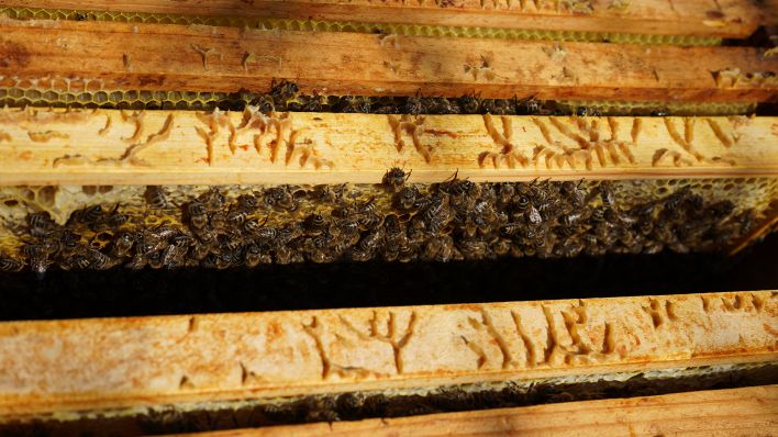 Hunderte Bienen tummeln sich in einem geöffneten Bienenstock in Groß Schauen im Kreis Oder-Spree, 20.07.2022 (Quelle: rbb/ Speck).