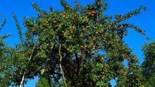 Symbolbild: Apfelbaum mit Früchten (Quelle: dpa/Dr. Eckart Pott)