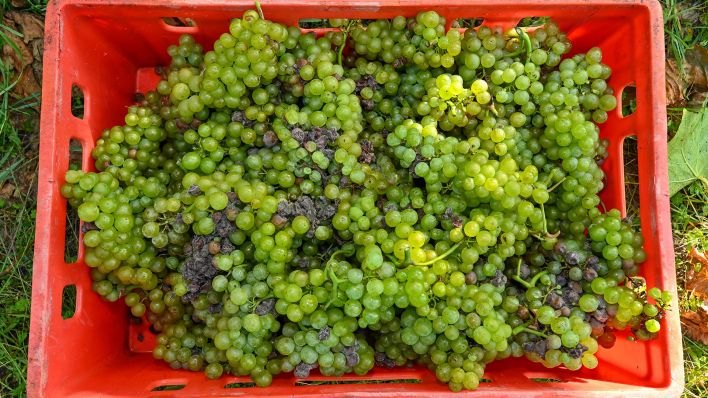 Frisch gelesene Weißweintrauben liegen 01.10.2021 in einer Kiste vom Weingut Patke der Winzer Jahnke und Lehmann in Brandenburg. (Quelle: dpa/Patrick Pleul)