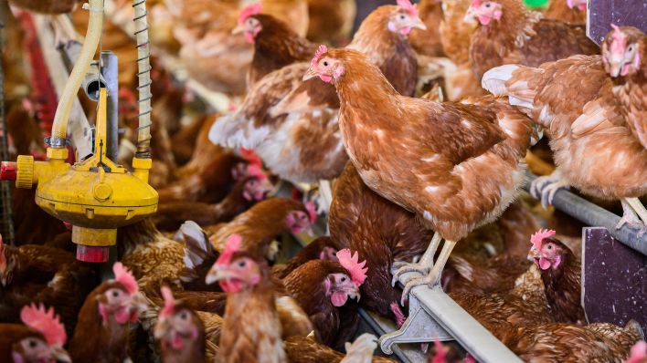 Symbolbild: Hühner stehen in einem Stall eines Betriebes (Quelle: dpa/Julian Stratenschulte)
