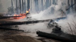 Brennende Bäume blockieren am 26.07.2022 den Weg während eines Waldbrandes im Landkreis Elbe-Elster in Brandenburg. (Quelle: dpa/Jan Woitas)