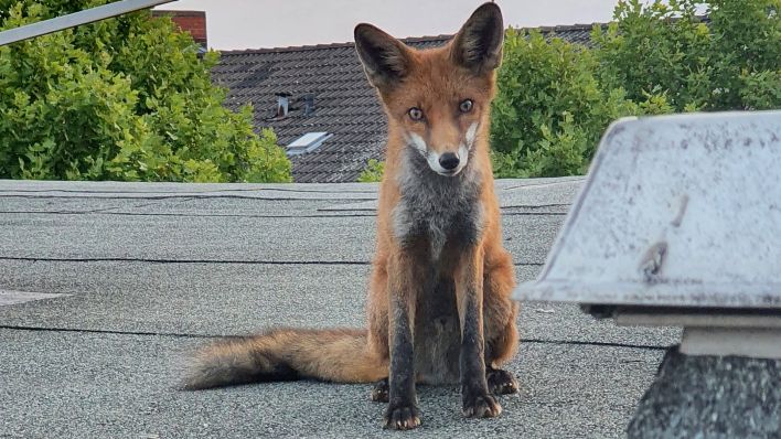 In Charlottenburg wurde am 13.08.2022 ein junger Fuchs auf einem Wohnhausdach gefunden (Quelle: dpa/Polizei Berlin)