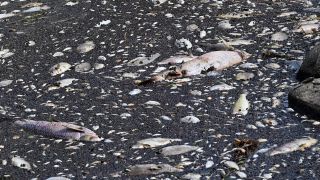 Tote Fische schwimmen am 15.08.22 an der Wasseroberfläche des deutsch-polnischen Grenzflusses Oder (Quelle: dpa/Marcin Bielecki)