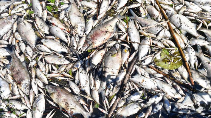 Symbolbild: Hunderte toter Fische schwimmen am 01.08.2016 auf der Oberfläche des Machnower Sees in Kleinmachnow (Brandenburg), Ursache ist wahrscheinlich ein Sauerstoffmangel. (Quelle: dpa/Ralf Hirschberger)