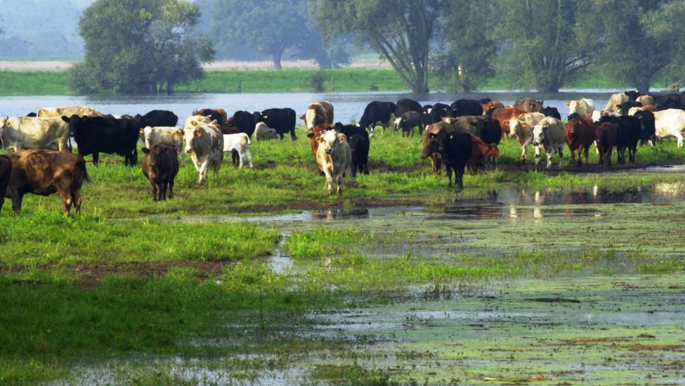 Jederitz (Brandenburg): Eine Rinderherde ist am Morgen des 22.08.2002 in Jederitz bei Havelberg auf einer Weide von Wassermassen eingeschlossen.(Quelle:dpa/N.Bachmann)