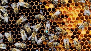 Bienen auf einer Brutwabe.(Quelle:dpa/C.Seidel)