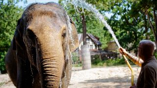 Ein asiatischer Elefant wird im Zoo Berlin mit Wasser abgekühlt. (dpa/P.Zinken)