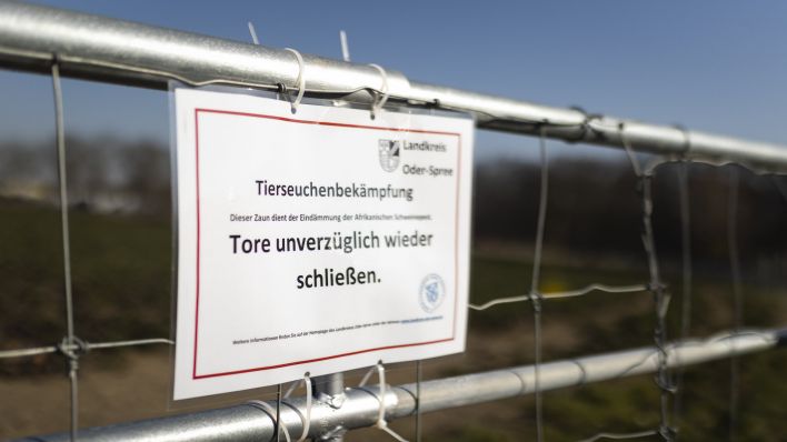 Schutzzaun gegen die Ausbreitung der Afrikanischen Schweinepest (ASP) in Vierlinden (Quelle: Photothek/Florian Gaertner)