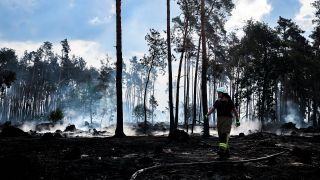 Ein Feuerwehrmann geht bei einem Waldbrand zwischen verkohlten Bäumen. (Quelle: dpa/J.Woitas)