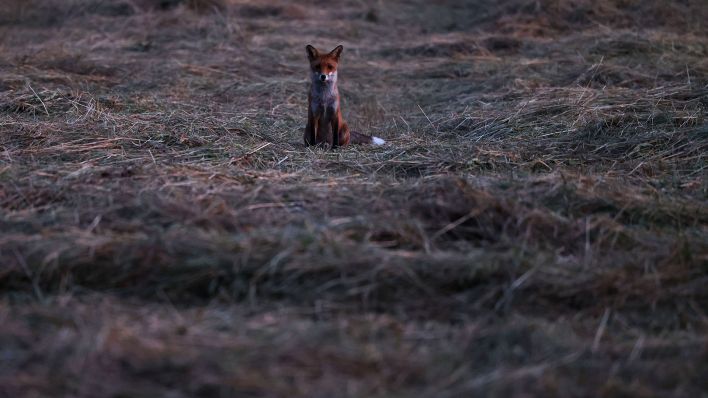 Ein Fuchs sitzt am Morgen auf einer trockenen Wiese.(Quelle:dpa/O.Berg)