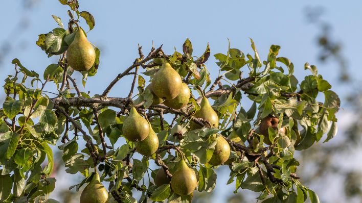 Reife Birnen werden in einem Birnenbaum von der Sonne angestrahlt (Bild: dpa/Hinrich Bäsemann)