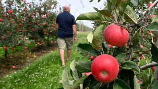 Äpfel hängen an den Obstbäumen in einer Plantage. (Quelle: dpa/Roberto Pfeil)