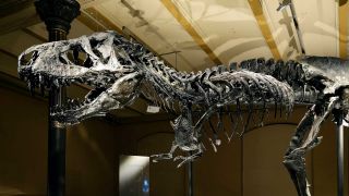 Das Skelett des Tyrannosaurus rex, Tristan Otto, im Museum fuer Naturkunde. (Foto: picture alliance/imageBROKER)
