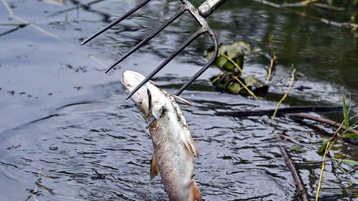 Eine Person holt einen toten Fisch aus dem Wasser des deutsch-polnischen Grenzflusses Oder. (Foto: Patrick Pleul/dpa)
