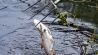 Eine Person holt einen toten Fisch aus dem Wasser des deutsch-polnischen Grenzflusses Oder. (Foto: Patrick Pleul/dpa)